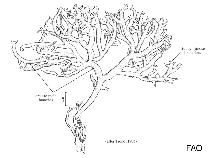 Image of Hydropuntia edulis (Dichotomously branched gracilaria)