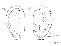 Image of Haliotis rubiginosa 