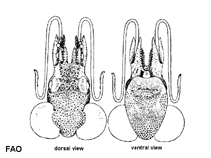 Image of Heteroteuthis dispar (Odd bobtail)