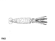 Image of Histioteuthis elongata (Elongate jewel squid)