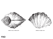 Image of Hippopus porcellanus (China clam)