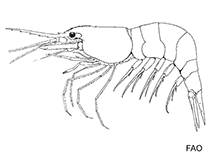 Image of Heptacarpus stylus (Stiletto coastal shrimp)