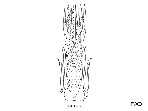 Image of Histioteuthis pacifica 