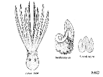 Image of Histoctopus zipkasae (Zippy\