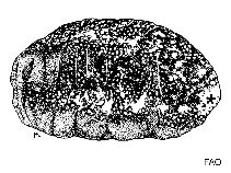 Image of Actinopyga obesa (Plump sea cucumber)