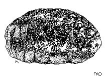 Image of Actinopyga bacilla 