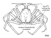 Image of Gordonopsis phorcys 