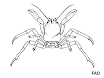 Image of Dicranodromia spinosa 