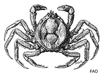 Image of Halicarcinus filholi 