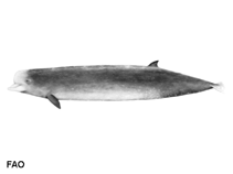 Image of Hyperoodon planifrons (Southern bottlenose whale)