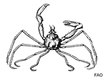 Image of Metoporhaphis calcarata (False arrow crab)