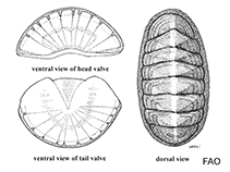 Image of Ischnochiton stramineus (White sea cradle)