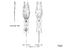 Image of Joubiniteuthis portieri (Joubin\