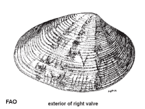 Image of Katelysia marmorata (Marbled venus)