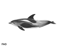 Image of Lagenorhynchus albirostris (White-beaked dolphin)