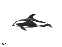 Image of Lagenorhynchus cruciger (Hourglass dolphin)