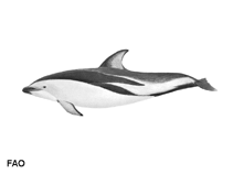 Image of Lagenorhynchus obscurus (Dusky dolphin)