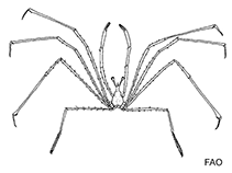 Image of Latreillia pennifera 