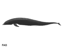 Image of Lissodelphis borealis (Northern right whale dolphin)