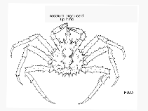 Image of Lithodes ferox (Fierce king crab)