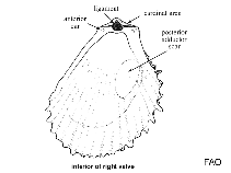 Image of Acesta maui (Giant file shell)