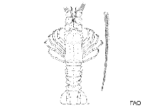 Image of Linuparus somniosus (African spear lobster)