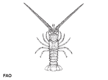 Image of Linuparus trigonus (Spear lobster)