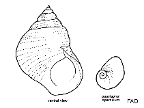 Image of Lacuna parva (Tiny lacuna)