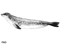 Image of Lobodon carcinophaga (Crabeater seal)