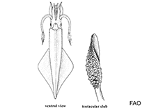 Image of Uroteuthis reesi 