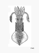 Image of Aestuariolus noctiluca (Luminous Bay squid)