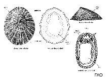 Image of Lottia limatula (File limpet)