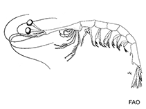 Image of Lucifer faxoni (Lucifer shrimp)