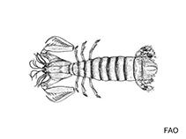 Image of Allosquilla lillyae 