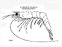 Image of Macropetasma africana (Swimming shrimp)
