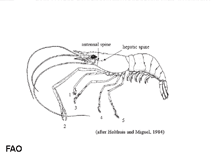 Image of Macrobrachium equidens (Rough river prawn)