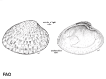 Image of Megapitaria maculata (Calico clam)