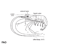 Image of Macrobrachium mirabile (Shortleg river prawn)