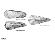 Image of Martesia striata (Striate martesia)