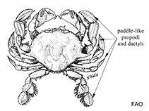 Image of Ashtoret granulosa 