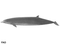 Image of Mesoplodon bowdoini (Andrew\