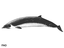 Image of Mesoplodon ginkgodens (Ginkgo-toothed beaked whale)