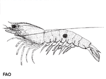Image of Penaeus longistylus (Redspot king prawn)
