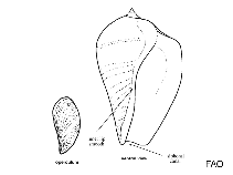 Image of Busycon coarctatum (Turnip whelk)