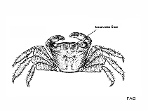 Image of Metopograpsus messor 