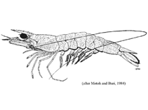 Image of Metapenaeus moyebi (Moyebi shrimp)