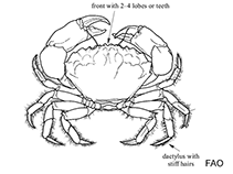 Image of Myomenippe fornasinii (Smooth stone crab)