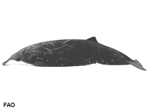 Image of Mesoplodon peruvianus (Pygmy beaked whale)