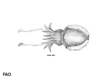 Image of Metasepia tullbergi (Paintpot cuttlefish)