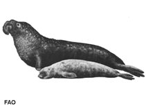 Image of Mirounga angustirostris (Northern elephant seal)